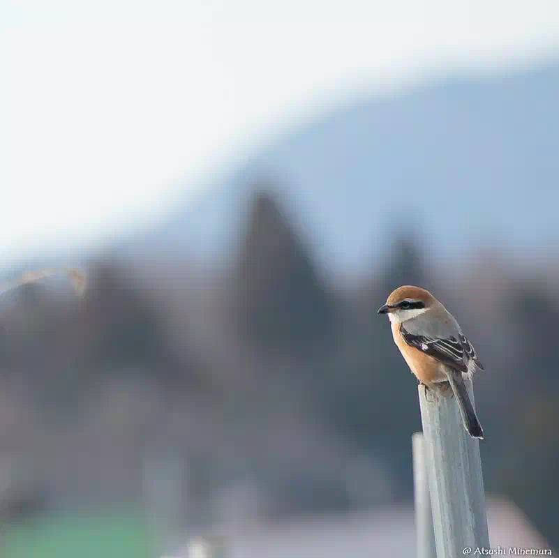野鳥