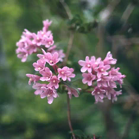 植物いろいろ